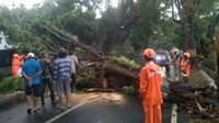 Evakuasi Pohon Tumbang di Jalan Wisata Prigen-Pandaan Tuntas, Lalin Normal Evakuasi Pohon Tumbang di Jalan Wisata Prigen-Pandaan Tuntas, Lalin Normal