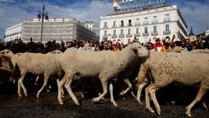 Festival Migrasi Domba Hadirkan Pemandangan Langka di Tengah Kota