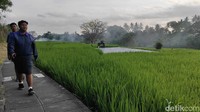Subak Terancam Punah di Bali, Tantangan Besar Ada di Depan Mata