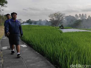 7 Jogging Track View Sawah di Badung untuk Pelari Kalcer 7 Jogging Track View Sawah di Badung untuk Pelari Kalcer