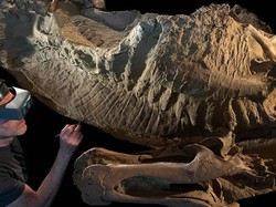 Fosil Berusia 66 Juta Tahun Disebut Ahli sebagai Mumi Dinosaurus, Ini Temuannya Fosil Berusia 66 Juta Tahun Disebut Ahli sebagai Mumi Dinosaurus, Ini Temuannya