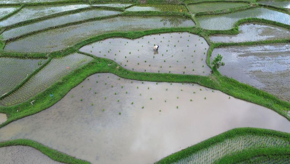 Petani Tanah Datar Maksimalkan Produksi Padi Lewat Program Optimasi