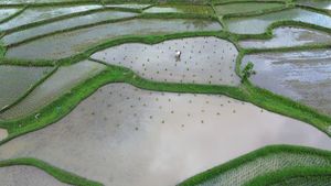 Petani Tanah Datar Genjot Produksi Padi Lewat Program Optimasi