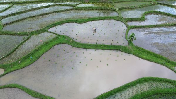 Petani Tanah Datar Genjot Produksi Padi Lewat Program Optimasi
