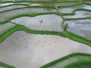 Petani Tanah Datar Genjot Produksi Padi Lewat Program Optimasi Petani Tanah Datar Genjot Produksi Padi Lewat Program Optimasi
