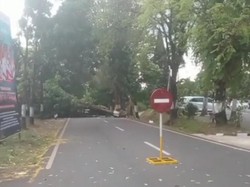 Pohon Besar Tumbang Tutup Jalur Wisata Prigen-Pandaan Pohon Besar Tumbang Tutup Jalur Wisata Prigen-Pandaan