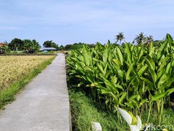 Gali Potensi Wisata, Pemkab Badung Kembangkan Pariwisata di Kawasan Utara