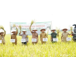 1.700 Hektare Sawah di Kembangbahu Lamongan Siap Panen Raya
