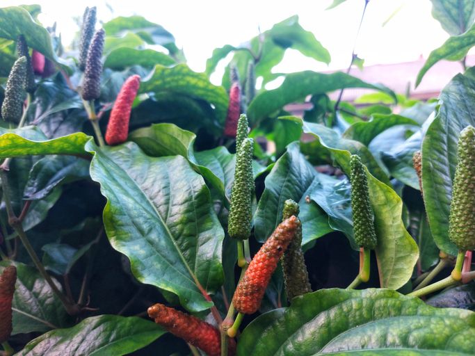 Cabai Jawa Cabai Jawa.