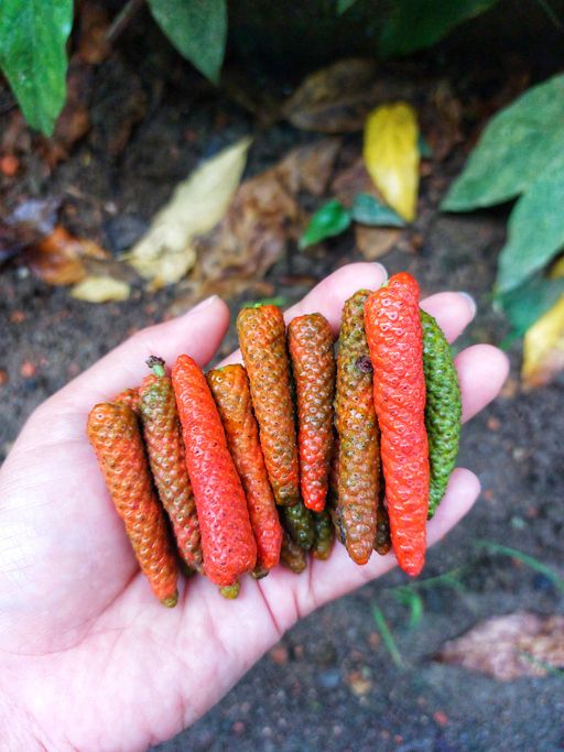 Cabai Jawa Cabai Jawa.