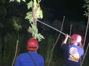 Kagetnya Hasto Tengah Malam Pergoki Sanca 2,5 Meter Panjat Pohon Pepaya