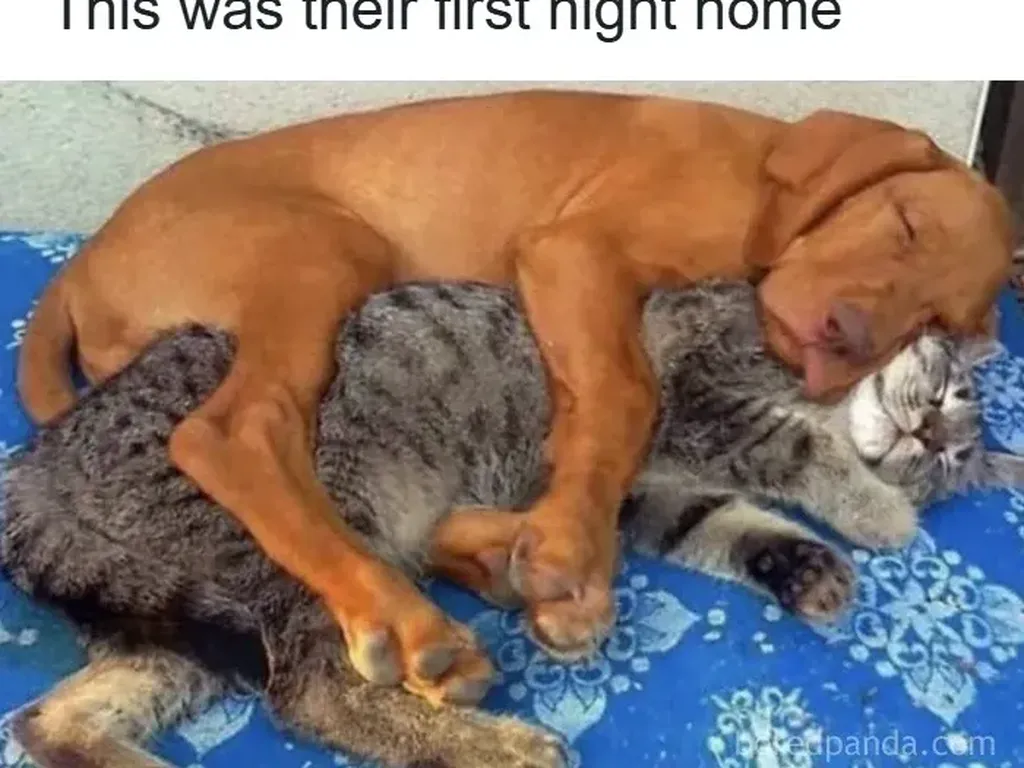 Galeri Hewan Lucu, Dijamin Bikin Kamu Senyum-senyum Sendiri Galeri Hewan Lucu, Dijamin Bikin Kamu Senyum-senyum Sendiri