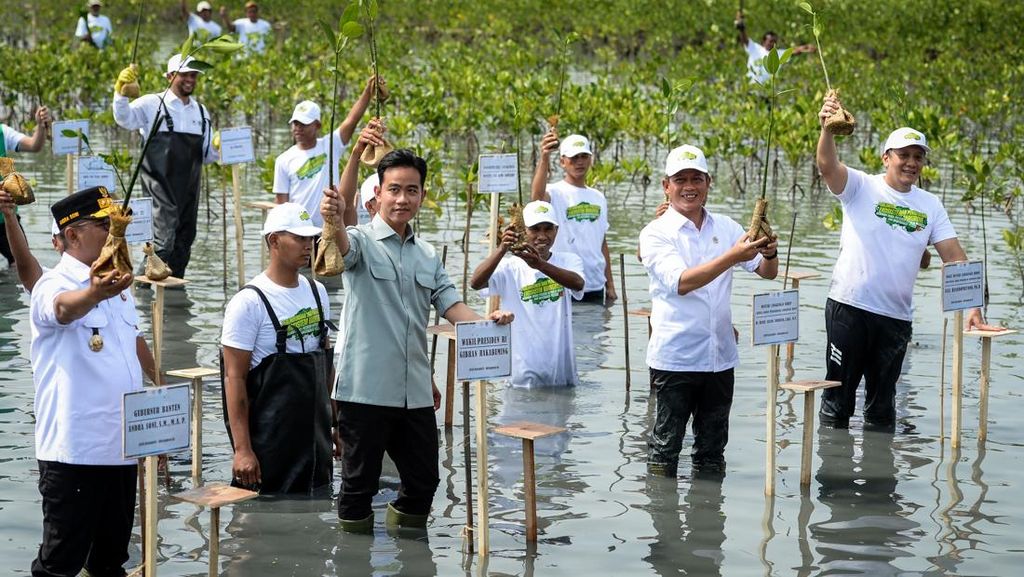 Gibran Tanam Mangrove di Tangerang, Ajak Warga Jaga Pesisir Gibran Tanam Mangrove di Tangerang, Ajak Warga Jaga Pesisir