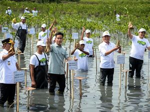 Gibran Tanam Mangrove di Tangerang, Ajak Warga Jaga Pesisir