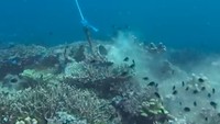 Jangkar Kapal Wisata Bikin Terumbu Karang di TN Komodo Menderita Jangkar Kapal Wisata Bikin Terumbu Karang di TN Komodo Menderita