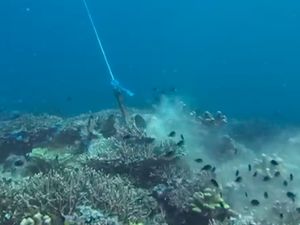 Viral Jangkar Kapal Rusak Terumbu Karang di TN Komodo, KSOP Periksa Nakhoda Viral Jangkar Kapal Rusak Terumbu Karang di TN Komodo, KSOP Periksa Nakhoda