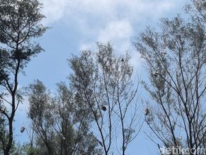Penampakan Pantai Gua Cemara Usai Festival Lampion Jadi Hujan Api Penampakan Pantai Gua Cemara Usai Festival Lampion Jadi Hujan Api