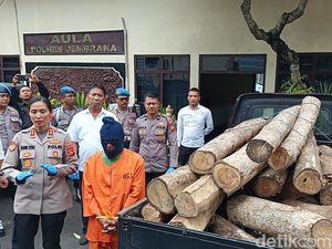 Angkut 32 Gelondong Kayu Jati, Residivis Illegal Logging di Jembrana Ditangkap