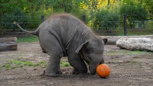 Momen Lucu Gajah-Gajah Oregon Rayakan Halloween