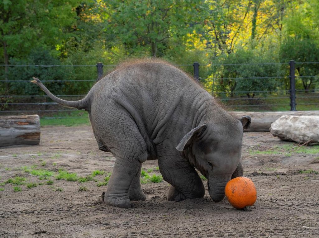 Momen Lucu Gajah-Gajah Oregon Rayakan Halloween Momen Lucu Gajah-Gajah Oregon Rayakan Halloween