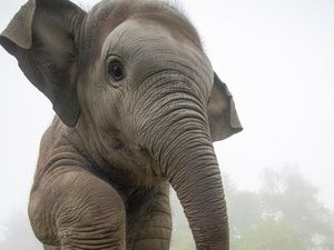 Sekeluarga di Pekanbaru Diserang Gajah, 1 Bocah Dievakuasi ke RS