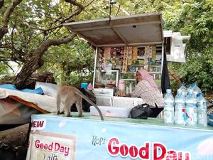 Berdamai dengan Monyet ala Pedagang di Pantai Pangandaran Berdamai dengan Monyet ala Pedagang di Pantai Pangandaran