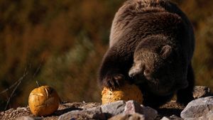 Potret Beruang yang Diselamatkan Rayakan Halloween dengan Pesta Labu