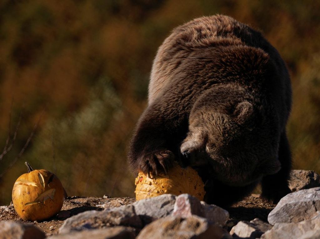 Potret Beruang yang Diselamatkan Rayakan Halloween dengan Pesta Labu Potret Beruang yang Diselamatkan Rayakan Halloween dengan Pesta Labu