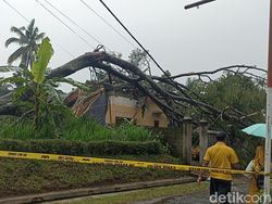 Pohon Sengon Raksasa Tumbang Rusak Rumah Warga Blitar