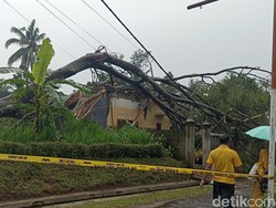 Pohon Sengon Raksasa Tumbang Rusak Rumah Warga Blitar Pohon Sengon Raksasa Tumbang Rusak Rumah Warga Blitar