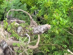 Viral WNA Terjatuh di Jalan Turunan Ekstrem Nusa Penida-Masuk Semak-semak Viral WNA Terjatuh di Jalan Turunan Ekstrem Nusa Penida-Masuk Semak-semak