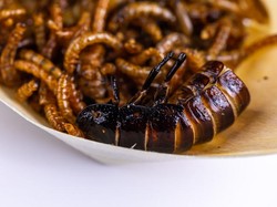 Biar Irit Warga China Kini Makan Ulat, Sebut Rasanya Mirip Kacang Almond Biar Irit Warga China Kini Makan Ulat, Sebut Rasanya Mirip Kacang Almond