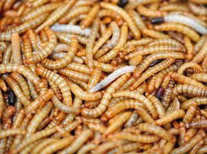 Tren Frugal Living Tinggi Protein di China, Makan Ulat Tren Frugal Living Tinggi Protein di China, Makan Ulat