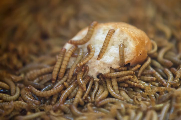 Tren makan ulat tepung biar irit Biar Irit Warga China Kini Makan Ulat, Sebut Rasanya Mirip Kacang Almond