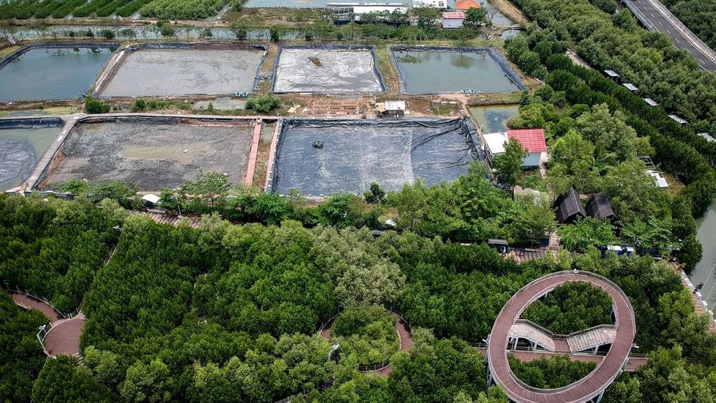 Wacana Rehabilitasi Besar-Besaran Lahan Mangrove yang Beralih Fungsi Wacana Rehabilitasi Besar-Besaran Lahan Mangrove yang Beralih Fungsi
