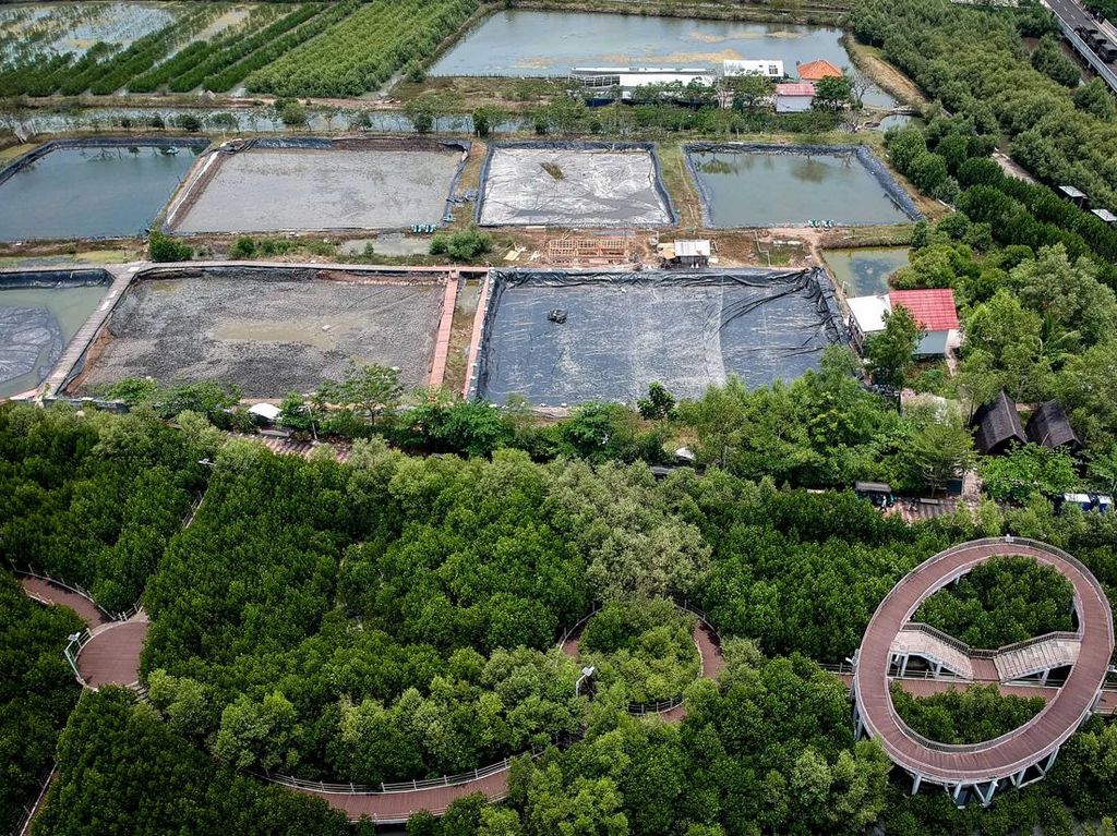 Wacana Rehabilitasi Besar-Besaran Lahan Mangrove yang Beralih Fungsi Wacana Rehabilitasi Besar-Besaran Lahan Mangrove yang Beralih Fungsi