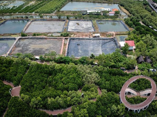 Wacana Rehabilitasi Besar-Besaran Lahan Mangrove yang Beralih Fungsi