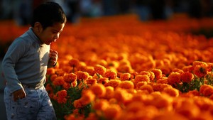 Hamparan Bunga Marigold Warnai Hari Arwah di Meksiko City Hamparan Bunga Marigold Warnai Hari Arwah di Meksiko City