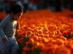 Hamparan Bunga Marigold Warnai Hari Arwah di Meksiko City