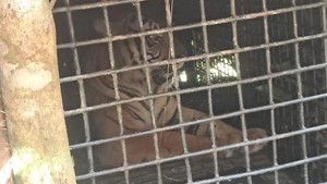 Harimau Sumatera Masuk Kandang Jebak di Lampung Barat