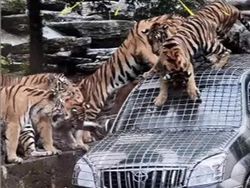 Info Loker! Kebun Binatang Ini Cari Sopir Feeding Animal Bergaji Rp 116 Juta Info Loker! Kebun Binatang Ini Cari Sopir Feeding Animal Bergaji Rp 116 Juta