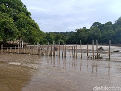Pager Laut TWA Cagar Alam Pangandaran Jebol, Kawanan Rusa Berkeliaran Bebas Pager Laut TWA Cagar Alam Pangandaran Jebol, Kawanan Rusa Berkeliaran Bebas
