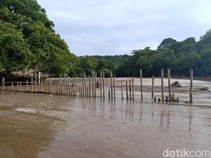 Pager Laut TWA Cagar Alam Pangandaran Jebol, Kawanan Rusa Berkeliaran Bebas Pager Laut TWA Cagar Alam Pangandaran Jebol, Kawanan Rusa Berkeliaran Bebas