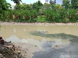 Ribuan Ikan Naik ke Permukaan Sungai Jagir, Diduga Tercemar Limbah
