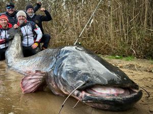Wow! Ada Lele Raksasa Nyaris 3 Meter Ditangkap di Polandia Wow! Ada Lele Raksasa Nyaris 3 Meter Ditangkap di Polandia