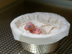 Dinyatakan Punah di Alam Liar, Anak Burung Macaw Spix Menetas Dinyatakan Punah di Alam Liar, Anak Burung Macaw Spix Menetas