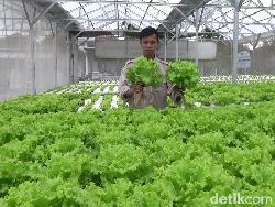 Petani Hidroponik Lumajang Cuan Puluhan Juta dari Program MBG Petani Hidroponik Lumajang Cuan Puluhan Juta dari Program MBG