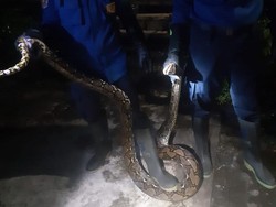 Ular Sanca 2 Meter Kepergok Mangsa Ayam Milik Warga Imogiri