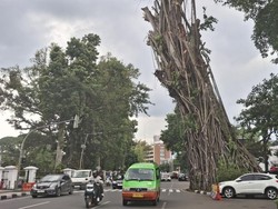Banyak Pohon Rawan Tumbang di Bogor, Walkot Minta Warga Waspada Banyak Pohon Rawan Tumbang di Bogor, Walkot Minta Warga Waspada
