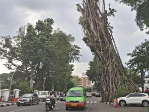 Banyak Pohon Rawan Tumbang di Bogor, Walkot Minta Warga Waspada Banyak Pohon Rawan Tumbang di Bogor, Walkot Minta Warga Waspada